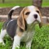 Beagle Puppies for adoption photo 1