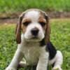 Beagle Puppies for adoption photo 2