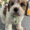 Cavachon Puppies Looking for new home photo 1