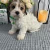 Cavachon Puppies Looking for new home photo 2