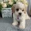 Cavachon Puppies Looking for new home photo 3