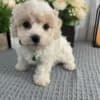 Cavachon Puppies Looking for new home photo 4