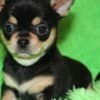 Chihuahua Puppies Ready to go now photo 1