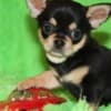 Chihuahua Puppies Ready to go now photo 2