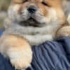 Chow Chow Puppies photo 1