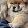 Chow Chow Puppies photo 2