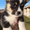 Adorable Corgi Puppies photo 1