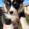 Adorable Corgi Puppies photo 3
