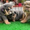 Adorable English Bulldog Puppies Looking for a Forever Home! photo 1