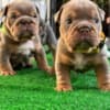 Adorable English Bulldog Puppies Looking for a Forever Home! photo 2