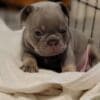 Male and Female French Bulldog Puppies photo 1