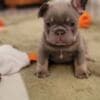 Male and Female French Bulldog Puppies photo 2