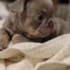 Male and Female French Bulldog Puppies photo 3