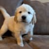 Golden Retriever Puppies for adoption photo 1