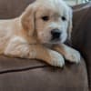 Golden Retriever Puppies for adoption photo 2