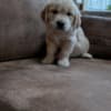 Golden Retriever Puppies for adoption photo 3