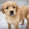 Golden Retriever Puppies for adoption photo 4