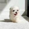 Pure Breed Maltese Puppies photo 1