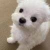 Pure Breed Maltese Puppies photo 2