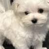 Pure Breed Maltese Puppies photo 3