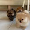 Pomeranian Puppies male and female available photo 1
