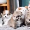 Pomeranian Puppies male and female available photo 3