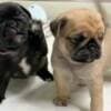 Pug Puppies photo 1