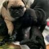 Pug Puppies photo 2
