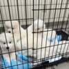 Home Raised Samoyed Puppies photo 3