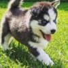 Beautiful Siberian Husky Puppies Male and Female photo 2