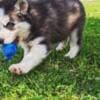 Beautiful Siberian Husky Puppies Male and Female photo 3