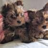Friendly Adorable Yorkie Puppies photo 1