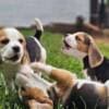 Pair of Beagle Puppies for adoption. photo 1