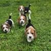 Pair of Beagle Puppies for adoption. photo 2