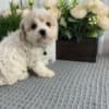 Home raise Cavachon Puppies Looking for new home photo 1