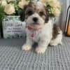 Home raise Cavachon Puppies Looking for new home photo 2