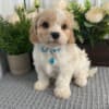 Home raise Cavachon Puppies Looking for new home photo 3
