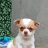 Chihuahua Puppies photo 1