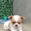 Chihuahua Puppies photo 2