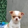 Chihuahua Puppies photo 3