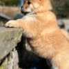 Male and female Chow Chow Puppies photo 1