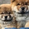 Male and female Chow Chow Puppies photo 2