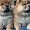 Male and female Chow Chow Puppies photo 3