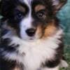 Adorable Corgi Puppies photo 1