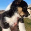 Adorable Corgi Puppies photo 2