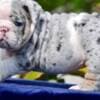 English Bulldog Puppies photo 1