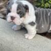 English Bulldog Puppies photo 2