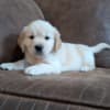 Golden Retriever Puppies for adoption photo 1