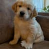 Golden Retriever Puppies for adoption photo 3
