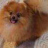 Pomeranian Spitz puppies photo 3